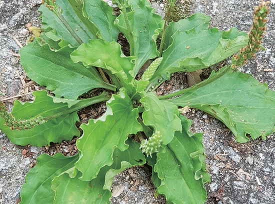 차전자피의 효능 핵심은 '이것'