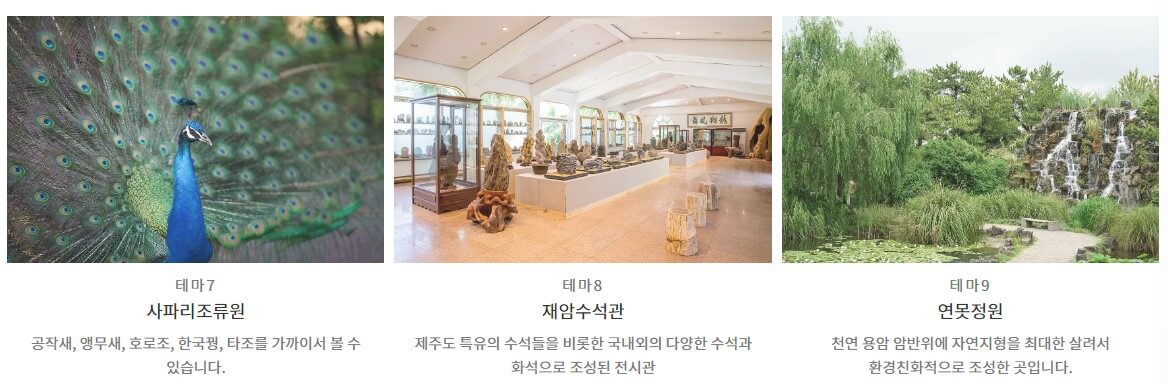 제주 한림공원 수선화 축제가 23년 1월 21일부터 2월 19일까지 제12회 수선화축제를 개최합니다.