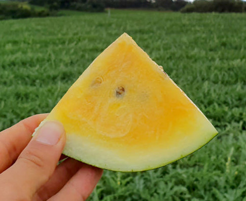 극한직업 고창 수박