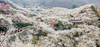 제23 회 광양매화 축제 기본 일정 및 프로그램 그리고 2024 신춘 음악회 공연 일정과 티켓팅 예매 방법 