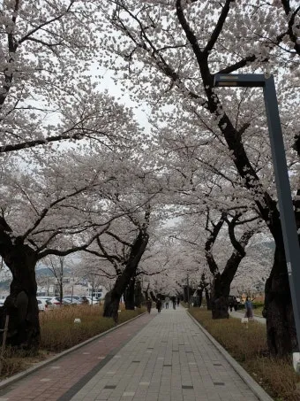 2025년 벚꽃축제 일정 시기 명소_17