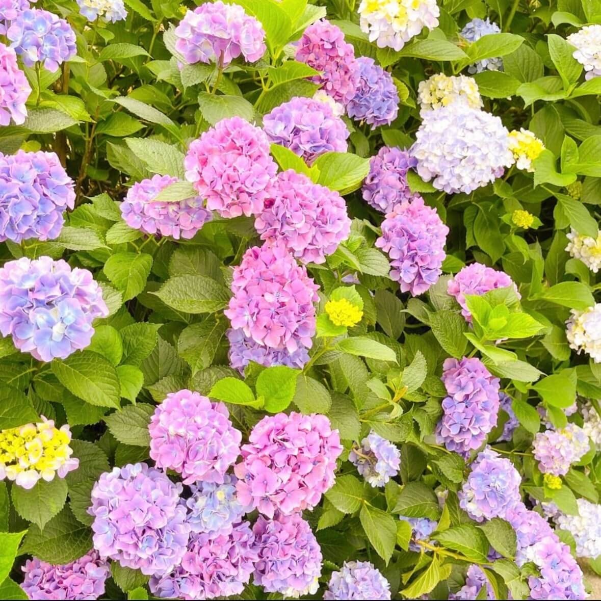 도초도 수국축제