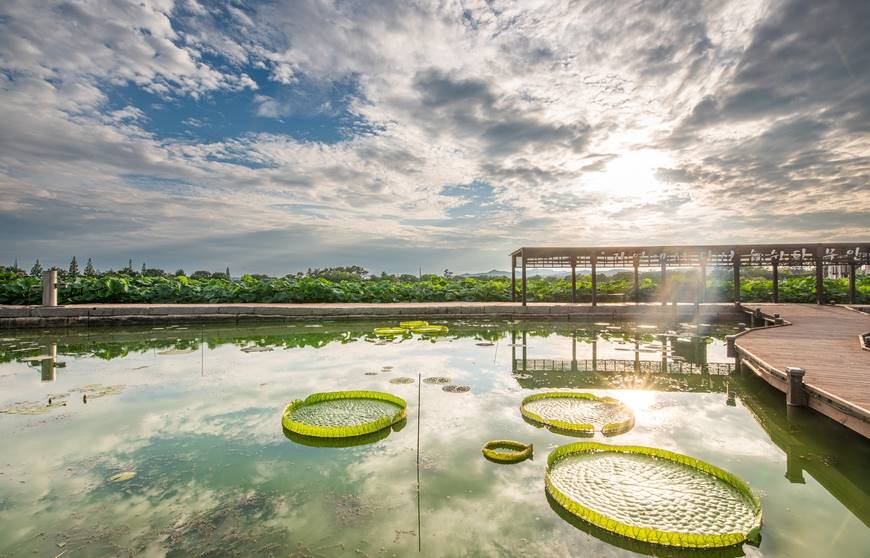 무안 연꽃 축제 