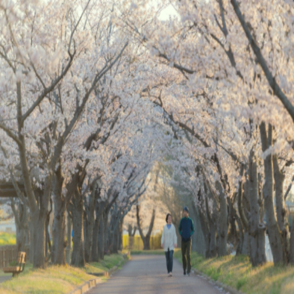 2025년 벚꽃축제