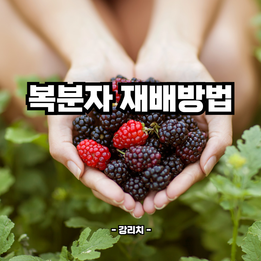 복분자 재배방법