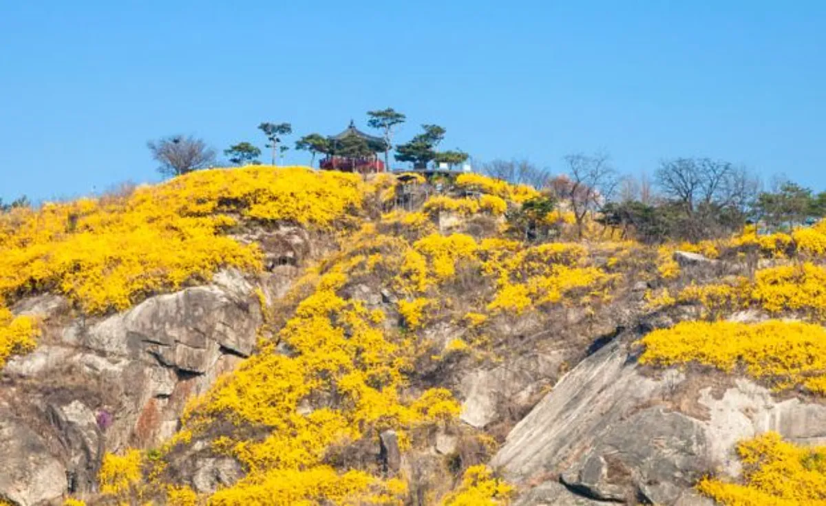 응봉산 개나리 이미지