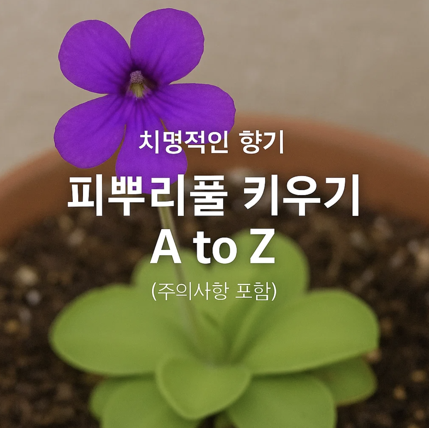 치명적인 향기, 피뿌리풀 키우기 A to Z (주의사항 포함)