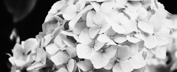 수국 개화시기, 수국 가지치기