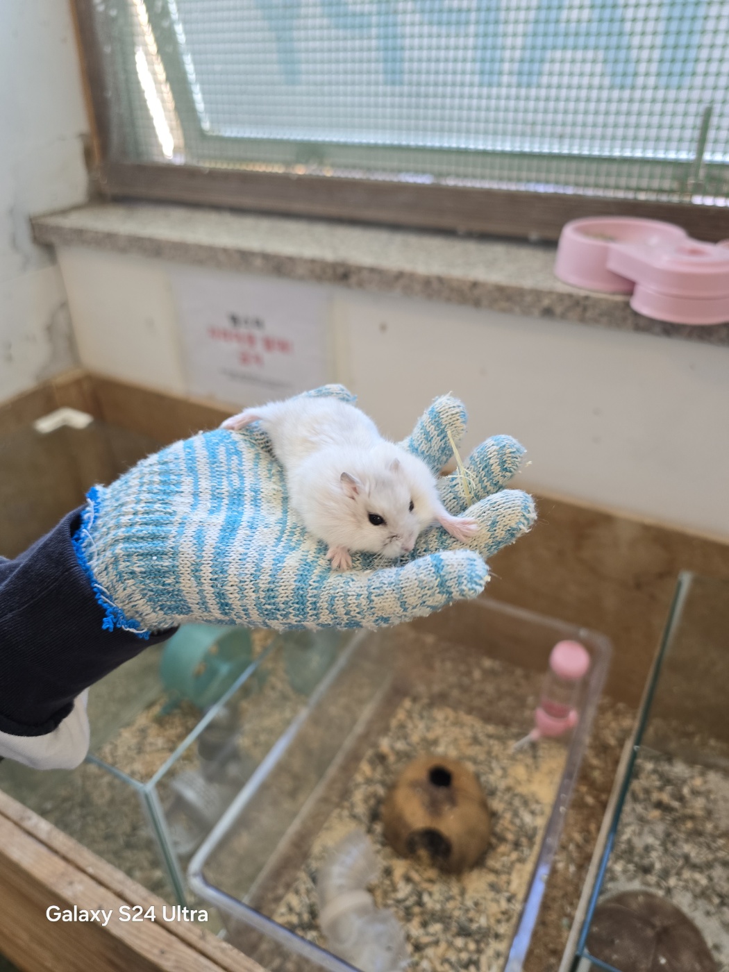 햄스터
