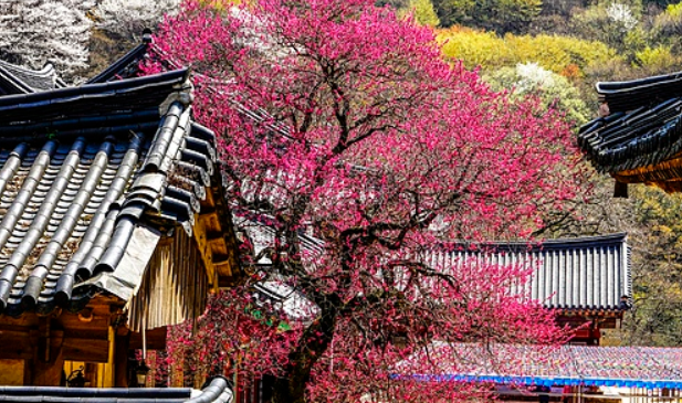 구례 관련 사진