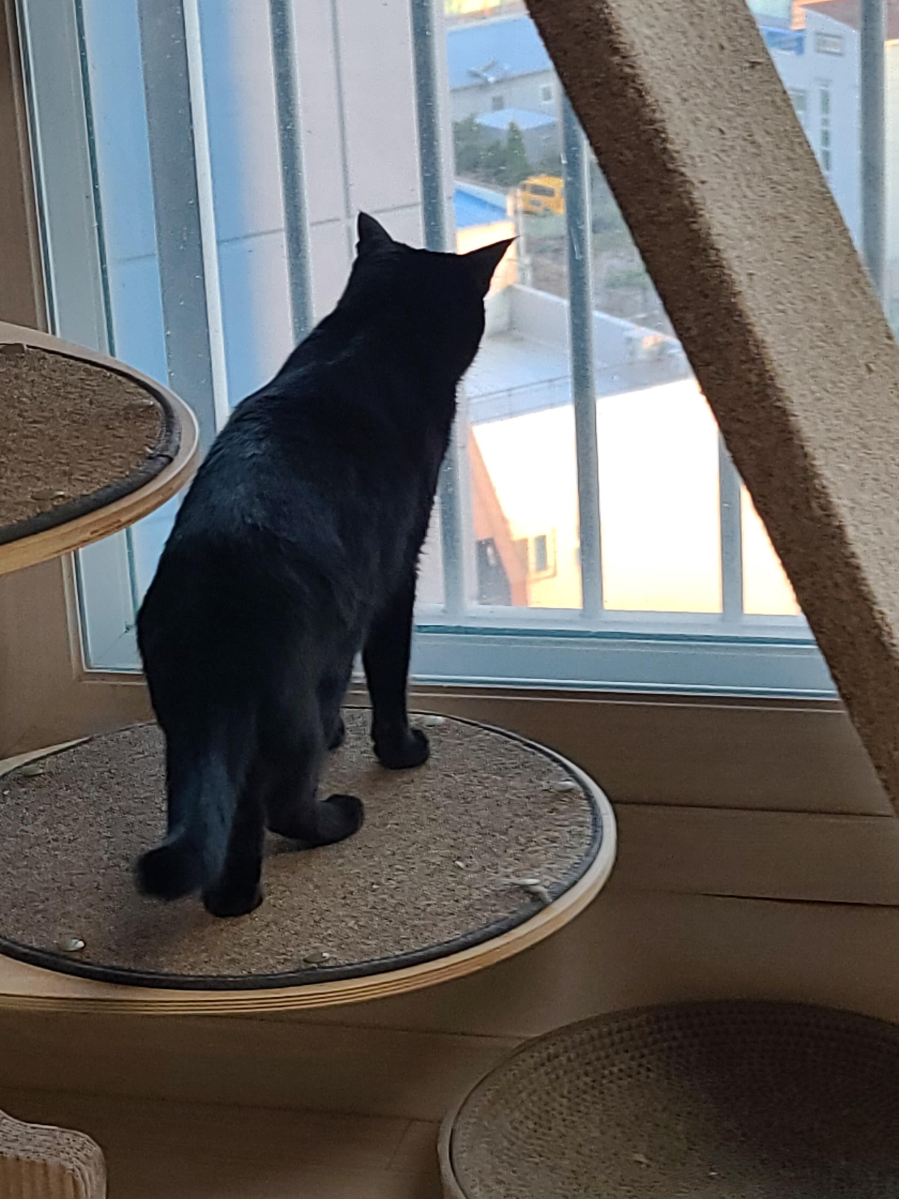 맹금류같은 멋진 새와 퓨마같은 멋진 고양이 건이의 만남.