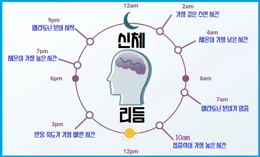 신체리듬