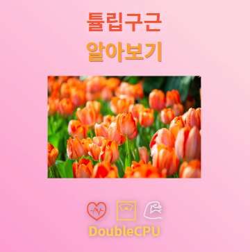 튤립구근 꽃말 및 탐구