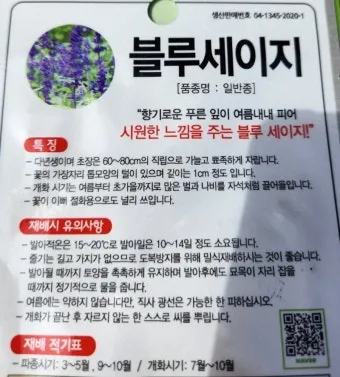 세이지 재배 삽목 번식 배수성 좋은 흙 가지치기_12