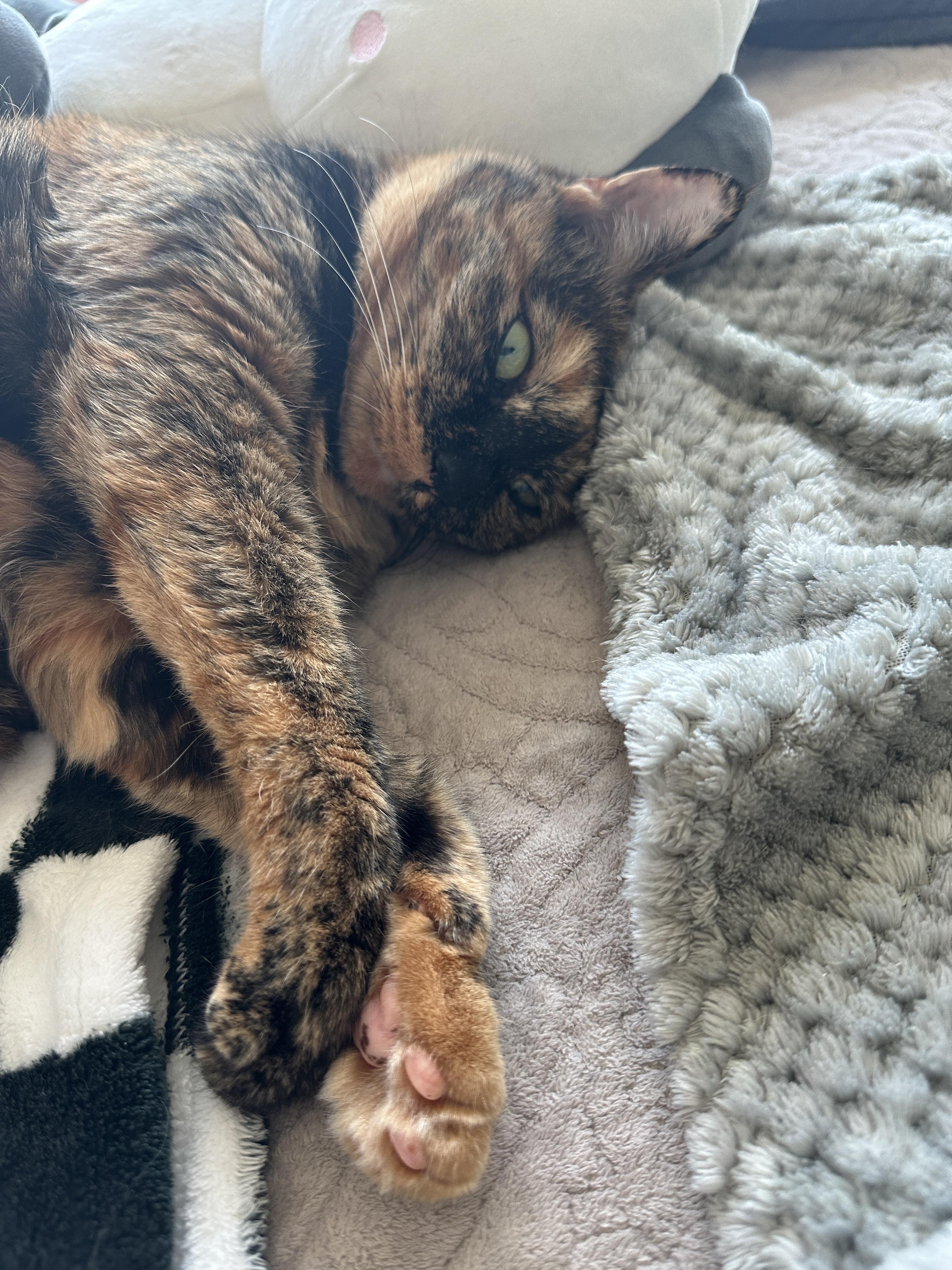 라임색_눈동자의_카오스고양이_사랑이_1