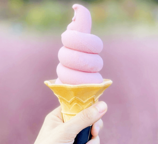 허브아일랜드 핑크뮬리축제