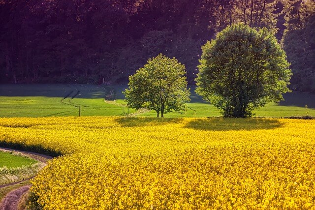 간경화란 무엇인가?