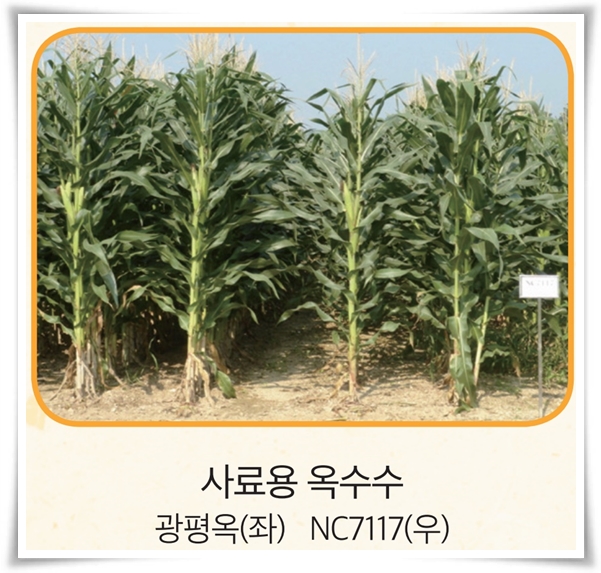 비타민 B, 철분, 식이 섬유가 풍부한 옥수수 재배하기!