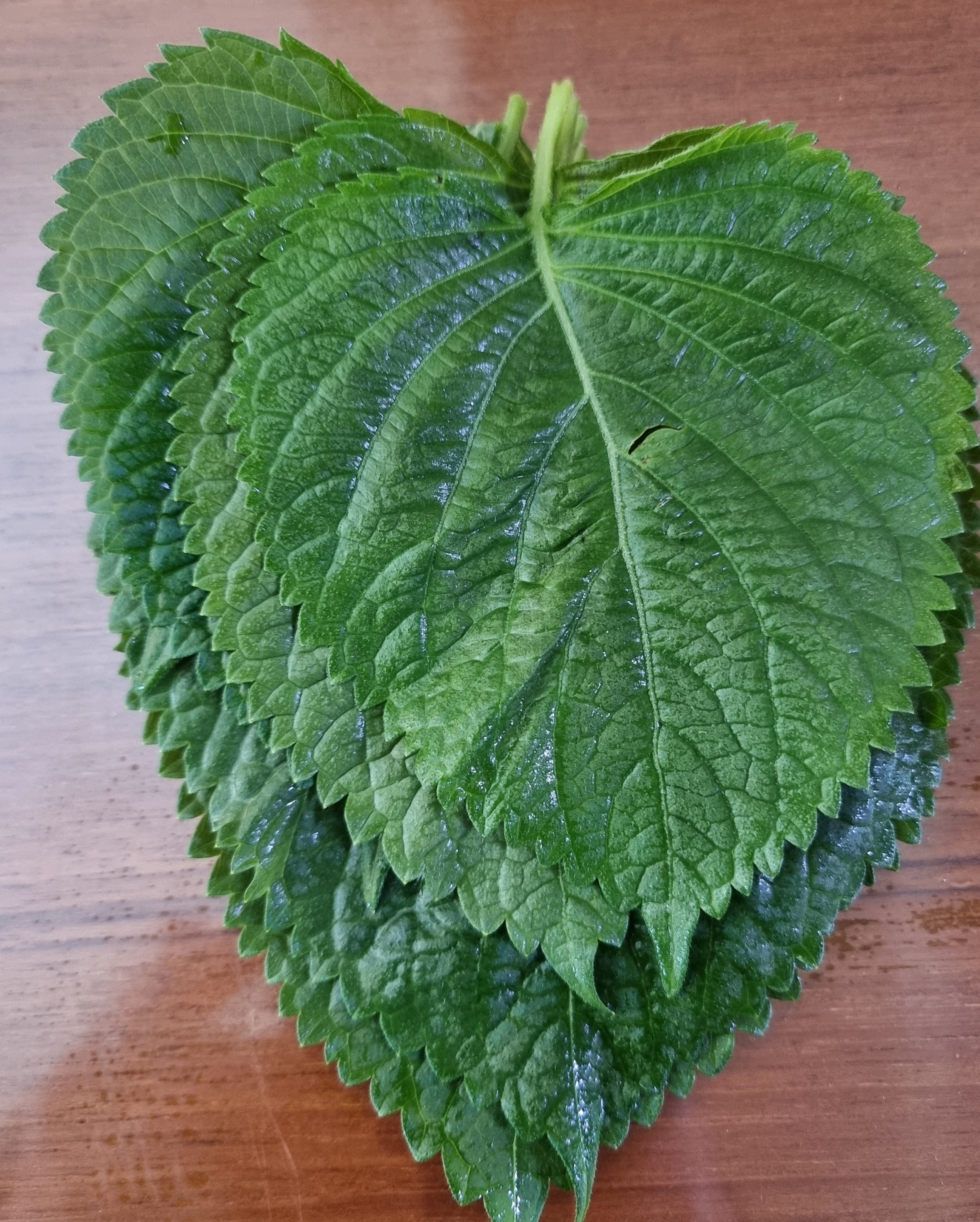 깻잎 채소 특징