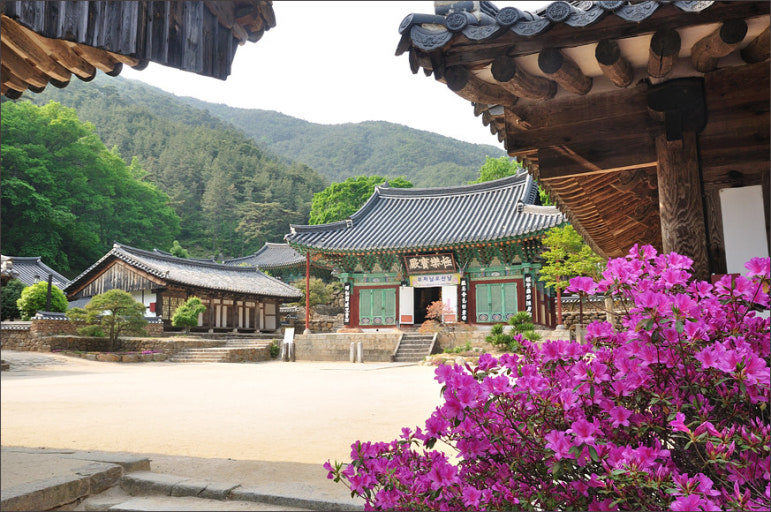 구례에 있는 천은사 사진