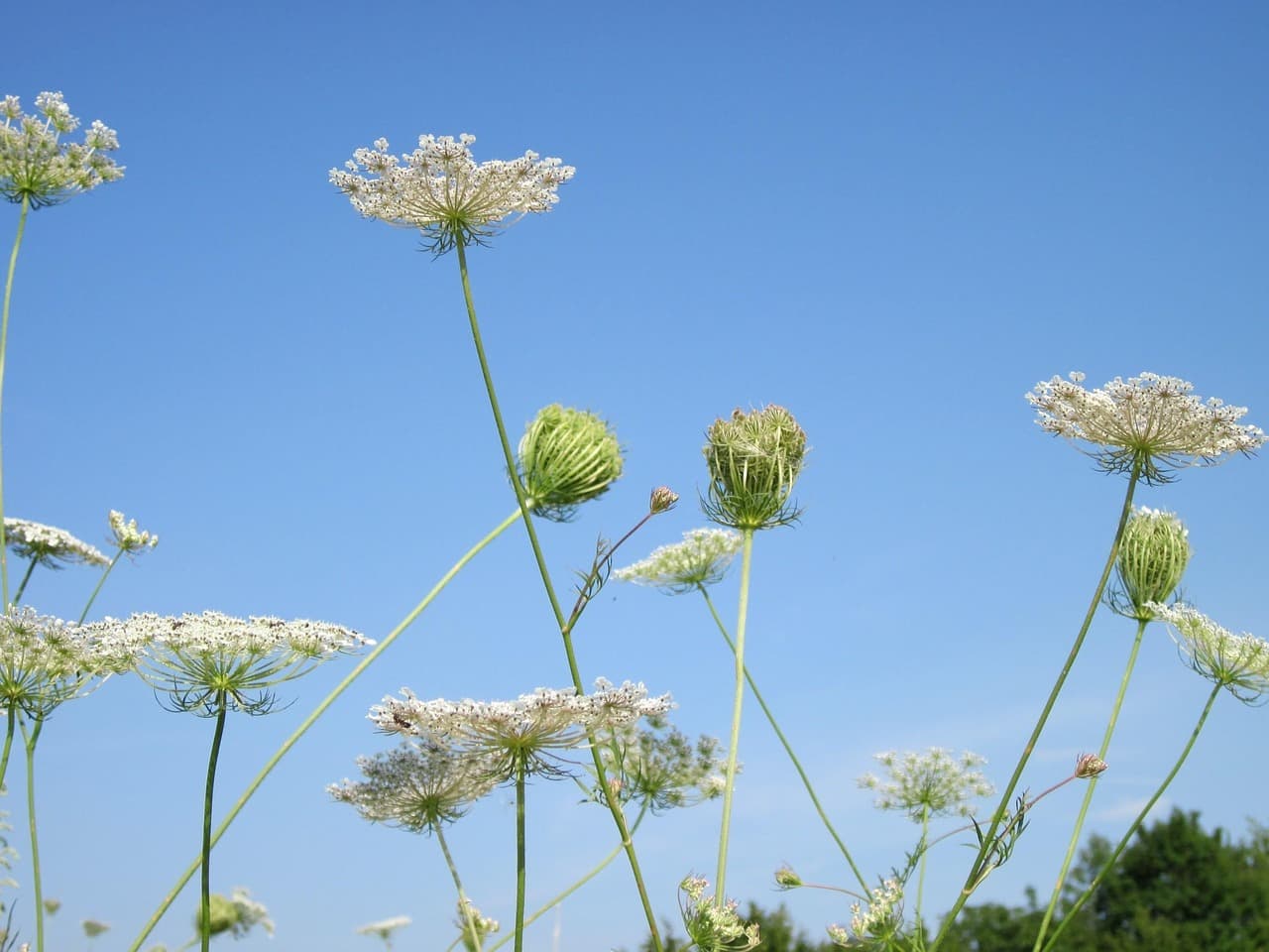 [Apiaceae (Umbelliferae)] Carrot seed . 캐롯씨드
