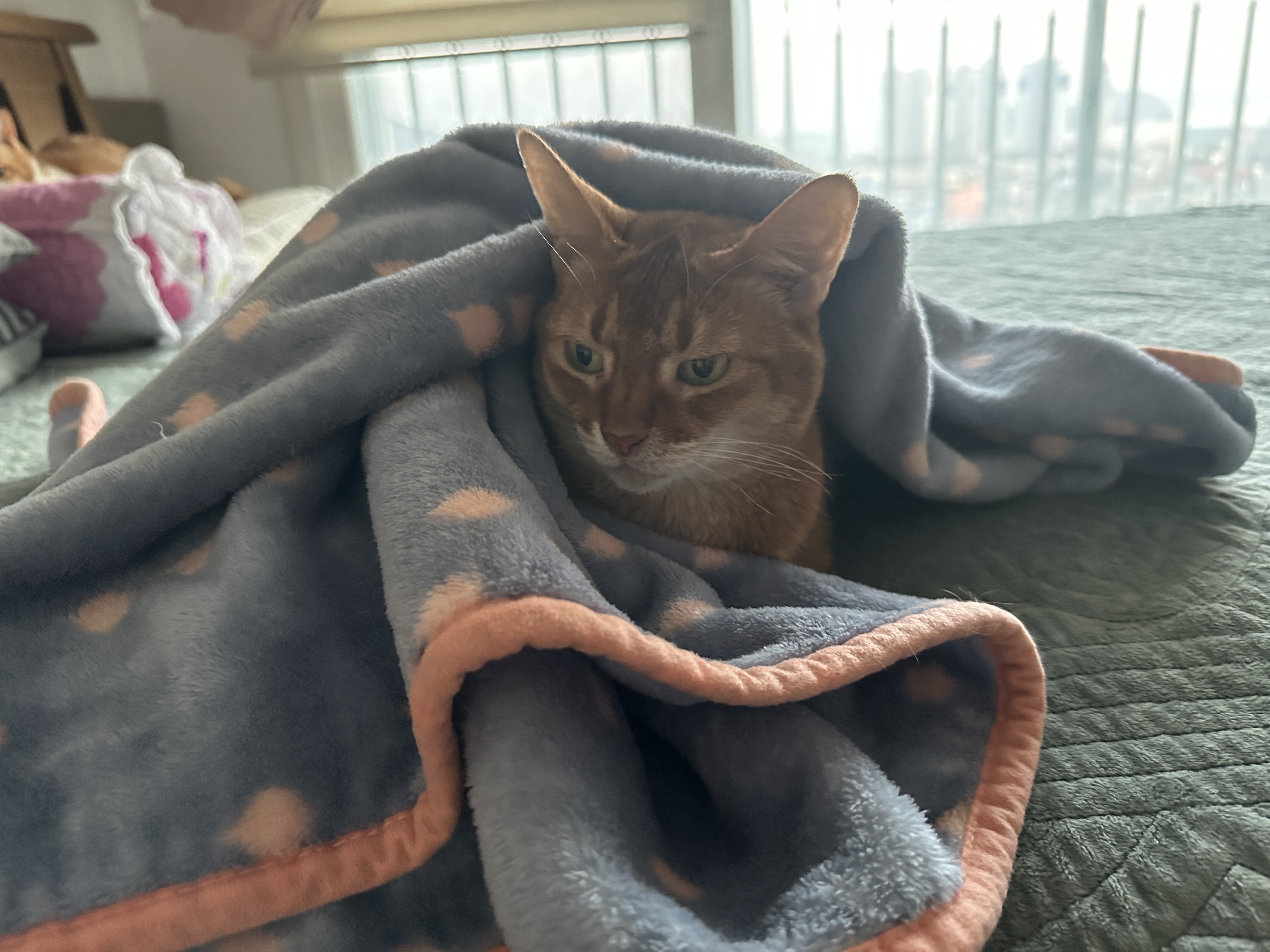 서열1위 아비시니안 루나 모음 (feat.호야)