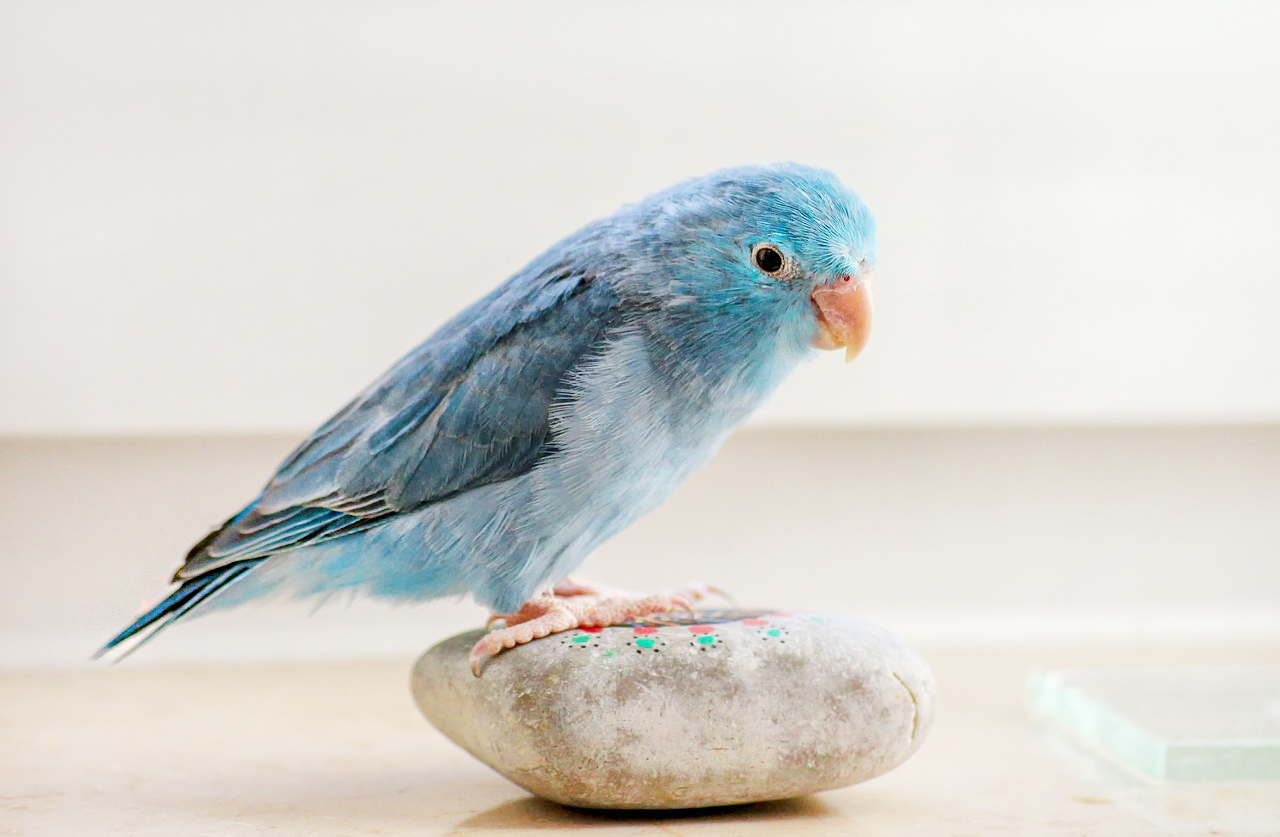 특수반려동물 관련 사진