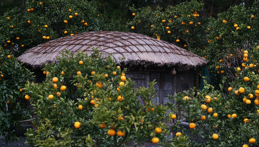 제주도 전통 가옥 사진