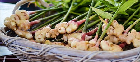 갓 수확된 생강