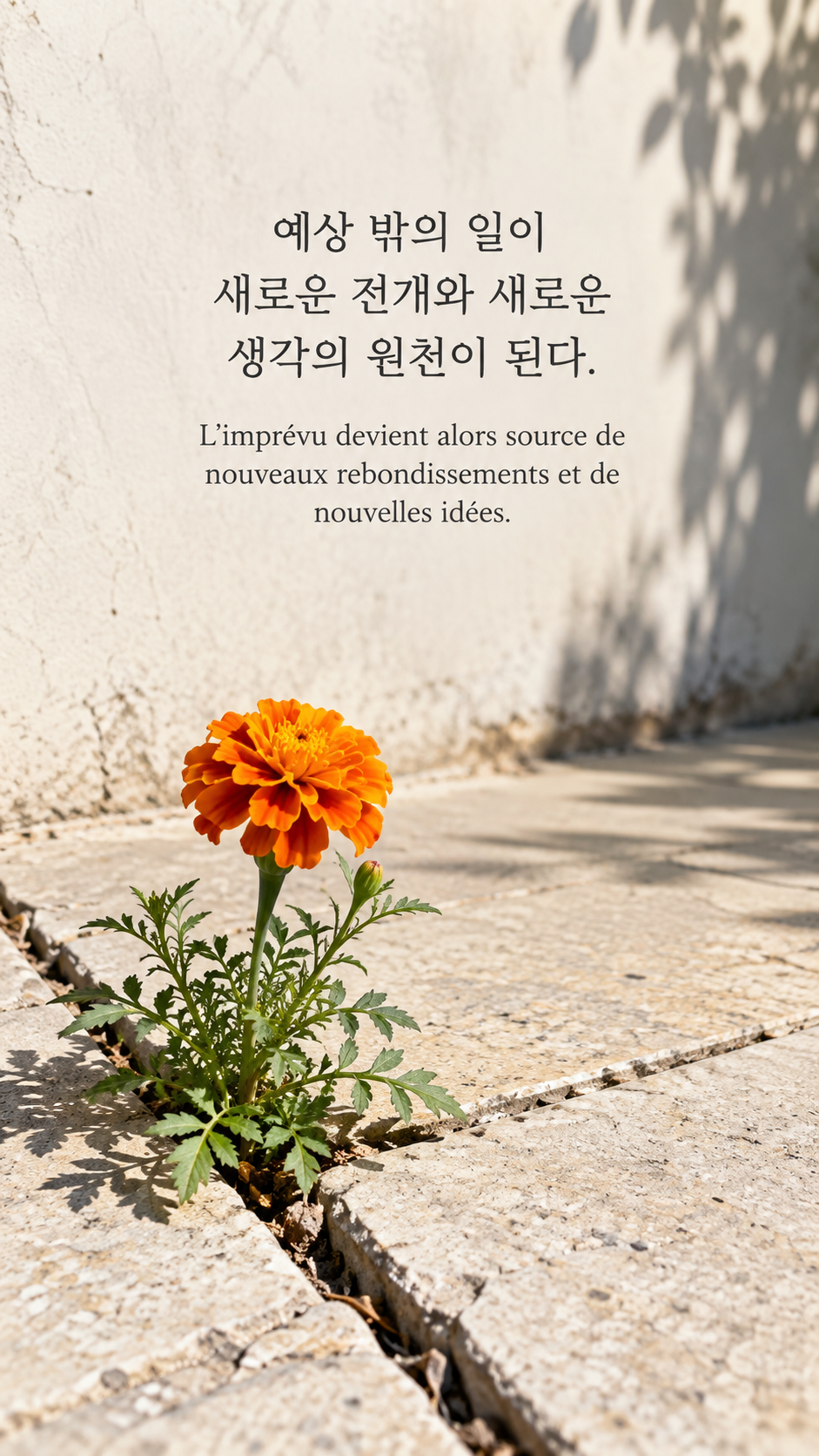 타일 틈에 핀 주황 꽃 배경에 담은 기욤 뮈소의 말: 예상 밖의 일이 새로운 전개와 새로운 생각의 원천이 된다.