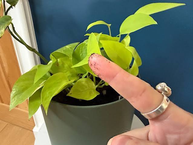 초보자가 자주 저지르는 정원 가꾸기 실수