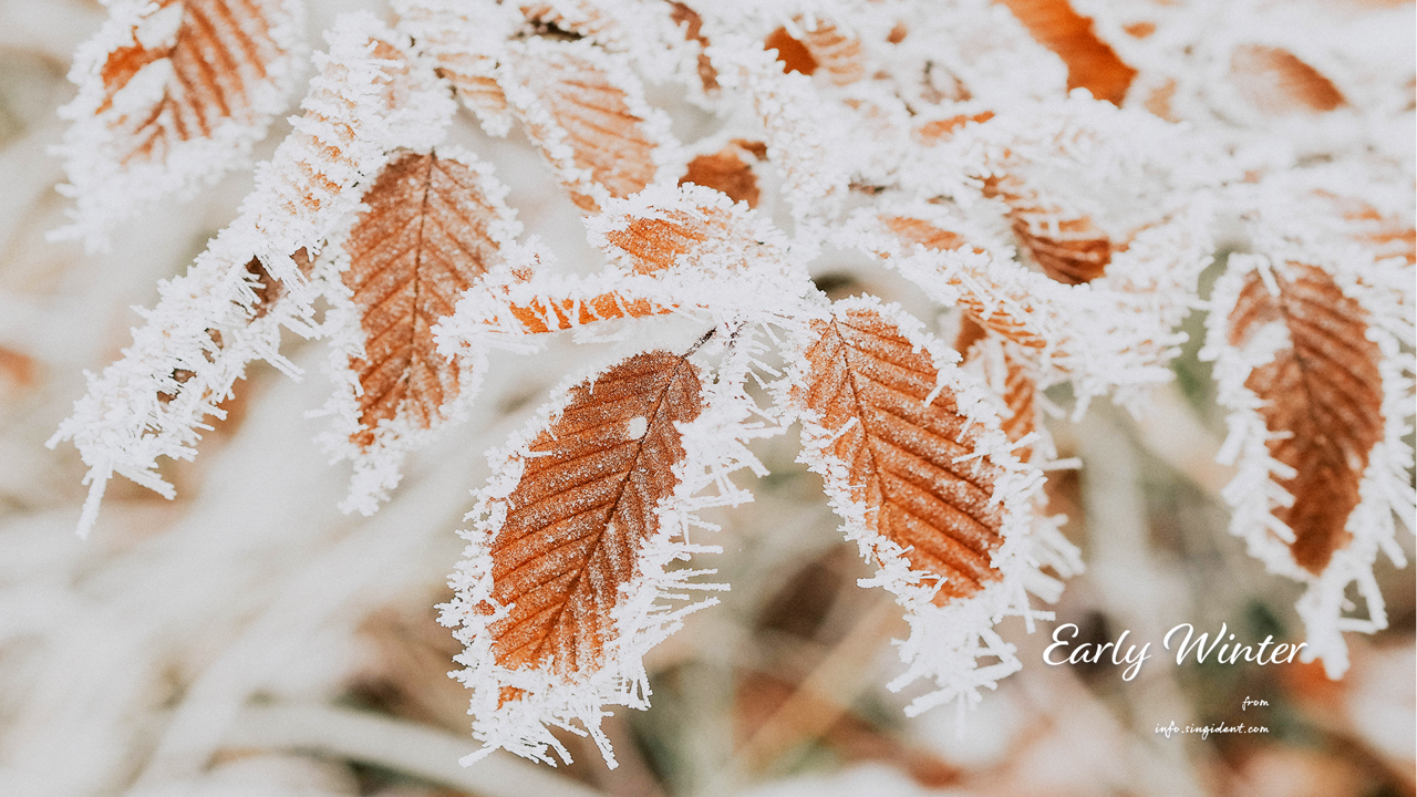 02 서리가 내린 나뭇잎 C - Early Winter 겨울배경화면