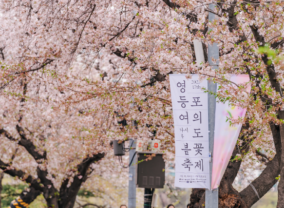 여의도=봄꽃=축제2