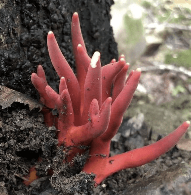 붉은사슴뿔버섯