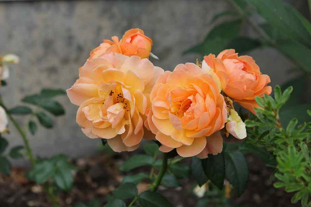 부천 백만 송이 장미축제