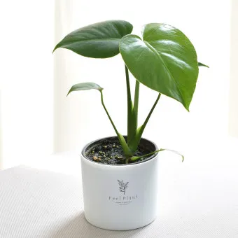 햇빛 부족 해결 식물등추천 설치위치 시간대 초보도 쉽게 적용_32