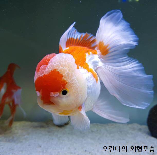 난주금붕어 오란다금붕어 차이점 01