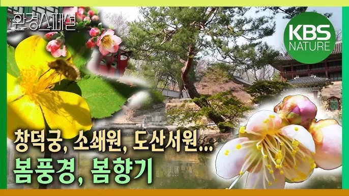 소쇄원 봄 앵두나무꽃 산수유 해당화 개화_6