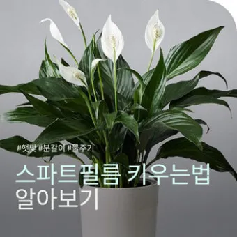 "스파티필름