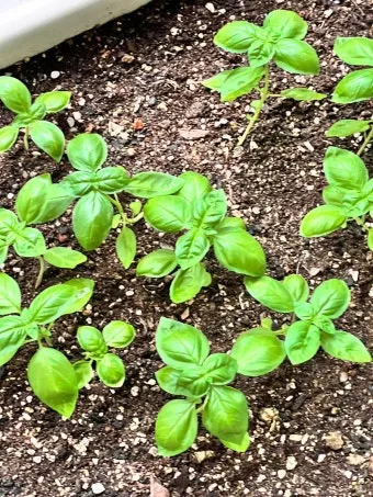 바질 키우기 물주기 수확시기 가지치기 향 유지 실내 허브 가이드_10