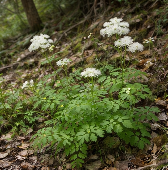 꿩의다리(Thalictrum aquilegifolium)
