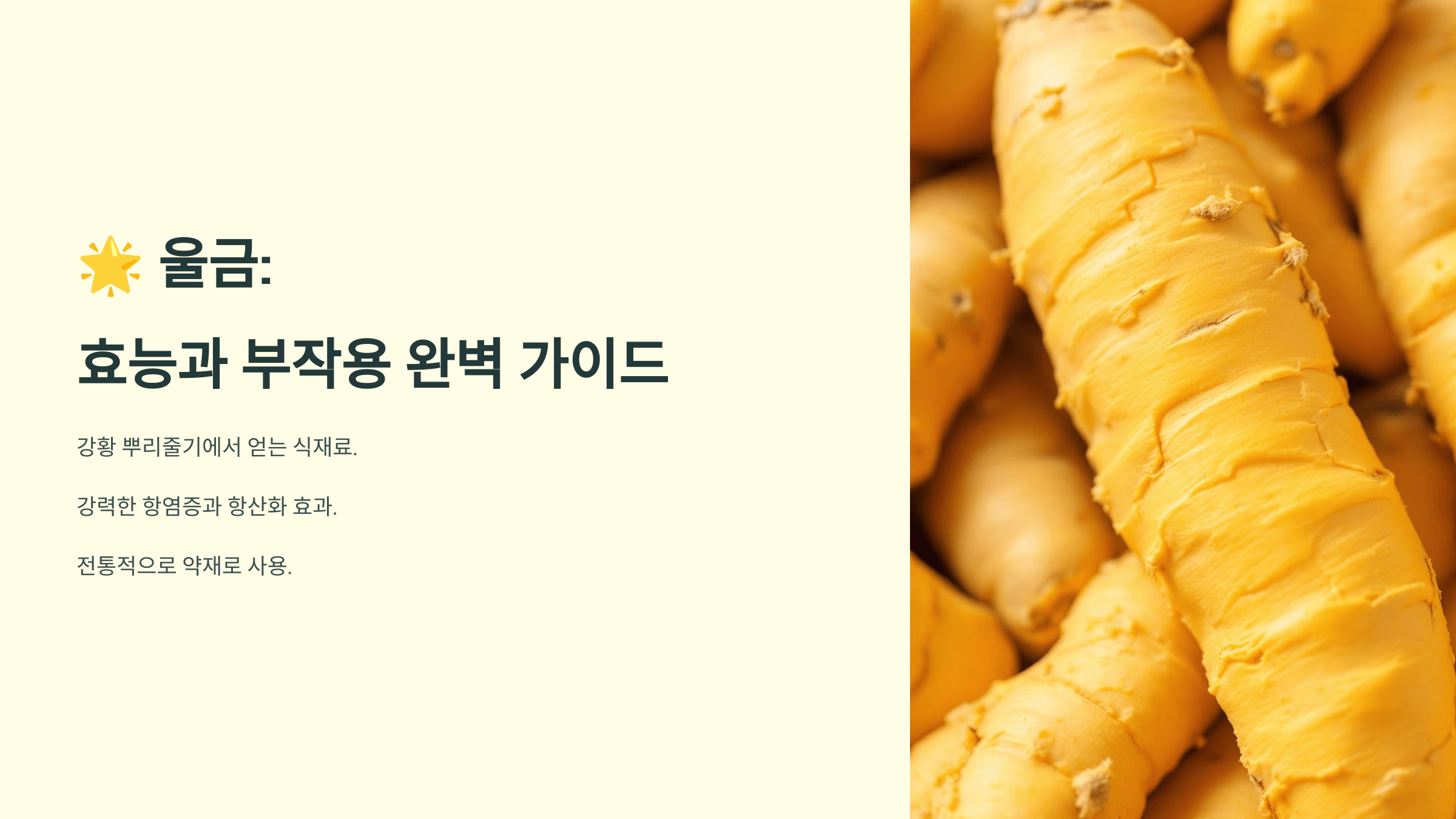 울금 사진입니다.