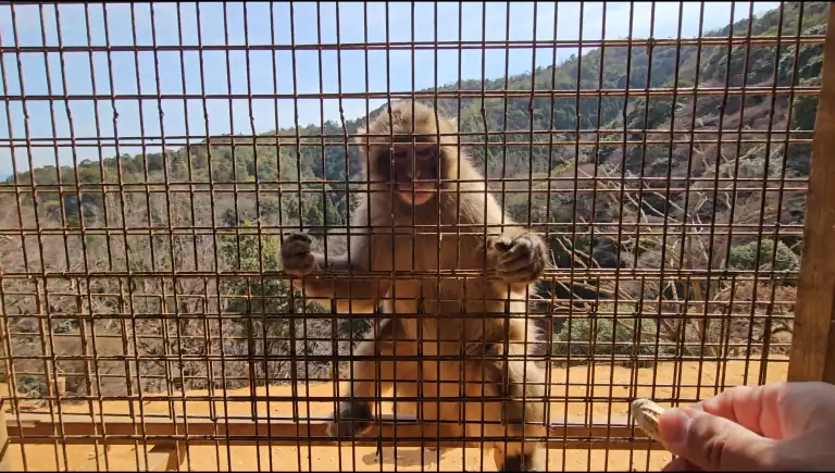 아라시야마 몽키파크