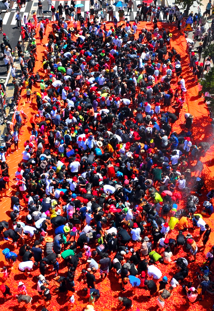 화천 토마토축제