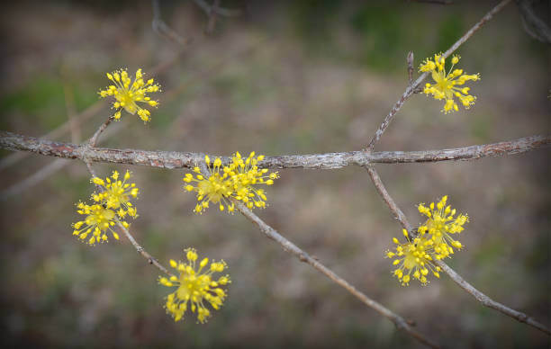 3월 봄꽃 축제 하는곳 봄꽃 여행지