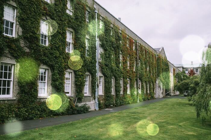 넝쿨이-벽을-타고오른-모습