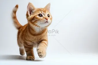 고양이 죽을 수 있는 3가지 증상과 응급 대처_7