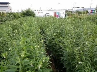 참깨 재배 돌려짓기 도복 방지 탈립 주의_4