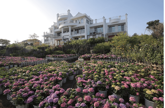 2023 마노르블랑 수국축제