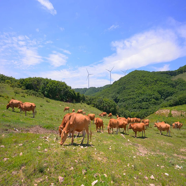 2026년 소띠 신년운세 무료 보기